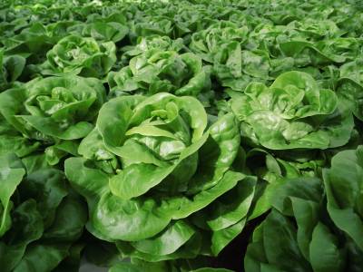 Tagesfahrt der Senioren-Union Beelen zur Gartenwelt  - 
